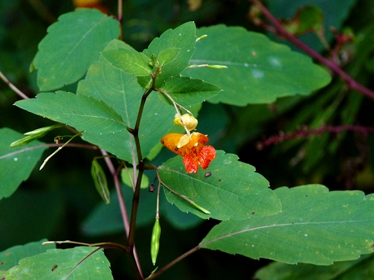 {Impatiens capensis}